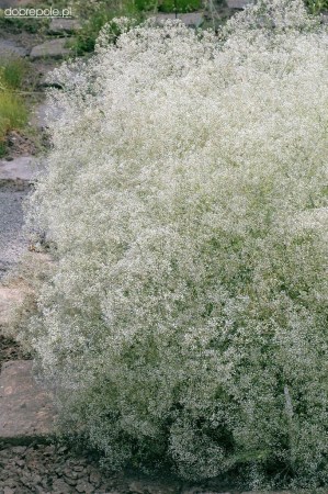 ГІПСОФІЛА тихоокеанська